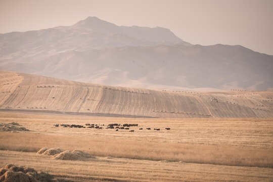 Agricultural fields with yellow mown grass at sunset in Tajikistan. Haystacks are made from dry grass. Warm landscape, evening panorama, and view of fields