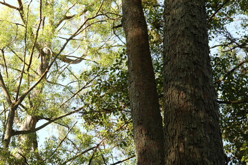 Obraz premium Close up shot of trees in the forest with unique textured bark and dense green leaves, perfect for nature themes, wallpaper, or background. 