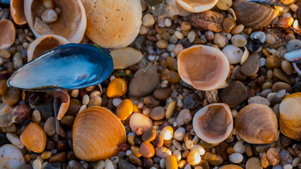 Blue Mussel Shell (Mytilus edulis) Among Cockles, Clams and Amber Pebbles on a Wet Beach at Golden Hour — Concept: Coastal Nature Detail, Beachcombing and Warm Organic Background © Svetlana