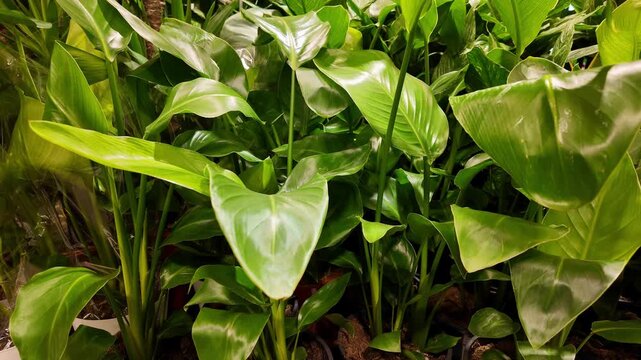 Dense closeup view of green potted strelitzia plants featuring large, shiny, elongated leaves with visible veins, growing in pots with soil under bright, clear indoor light.