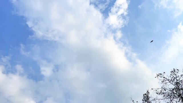 Distant hawk flies beneath bright clouds in open blue sky