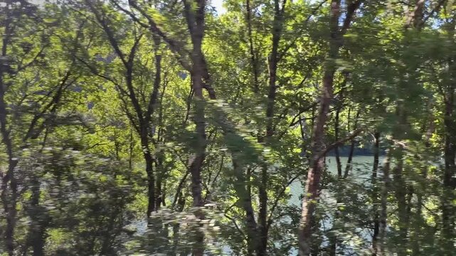 Dolly shot through the treetops of a chestnut forest, with a river in the background.
