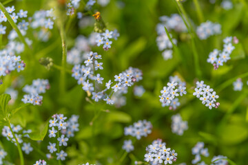 Tiny blue floral elements softly sway across tranquil grassy landscape. Scattered miniature azure flowers drift serenely above peaceful green meadow in gentle motion © beholdereye