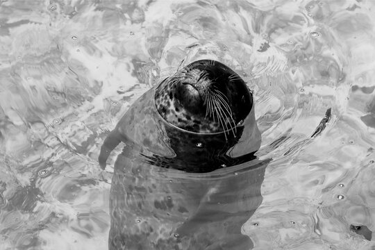 Seal with its head above water, enjoying itself in a vertical position. Black and white.