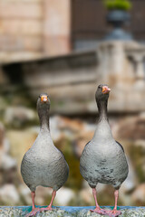 Pair of greylag geese (Anser anser) standing near pond at Ciutadella Park © Roberto