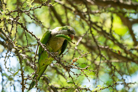 Monk parakeet eating a green seed pod while perched on a thorny branch