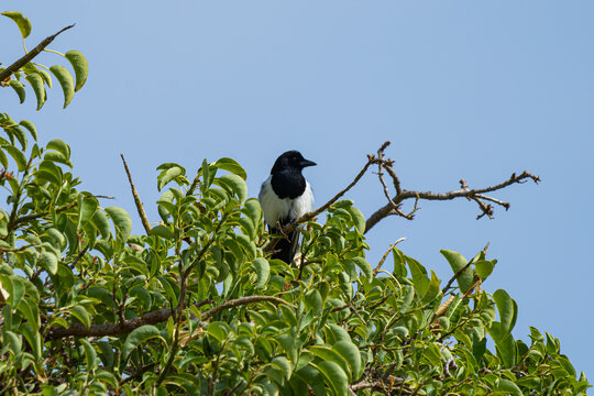 Eurasian magpie (Pica pica) perched on a leafy tree branch against clear blue sky