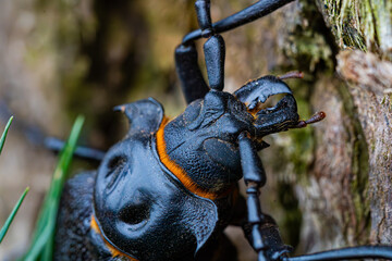 Extreme macro shot of Chilean giant longhorn beetle on tree bark © Roberto
