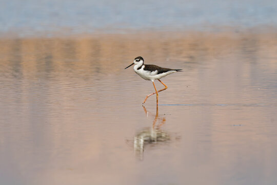 Black-necked stilt walking in shallow lagoon water