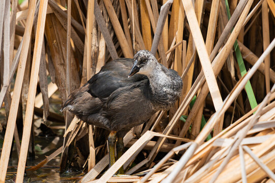Juvenile coot bird standing among dry wetland reeds