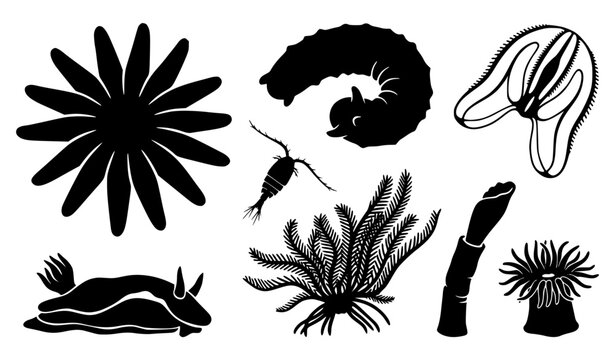 id="2x9cwf"
Black Marine Invertebrate Silhouette Plate Sea Cucumber Starfish Comb Jelly Copepod