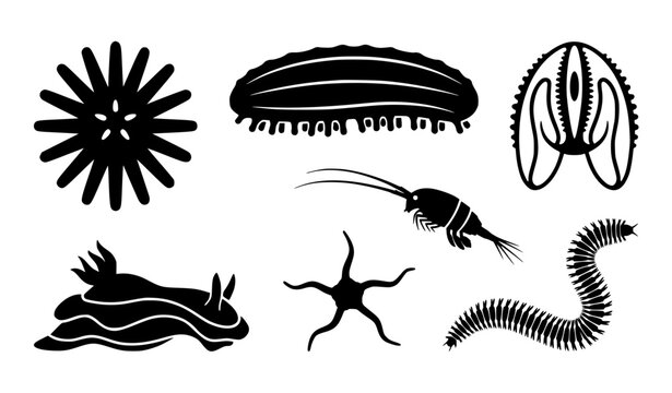 id="d3k8sa"
Minimal Marine Invertebrate Silhouette Icons Starfish Sea Cucumber Copepod Vector