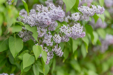Fototapeta premium Intricate view of lilac flower veins and gradient. Precise macro shot capturing detailed vein pattern and subtle color blending on lilac petals for scientific purposes