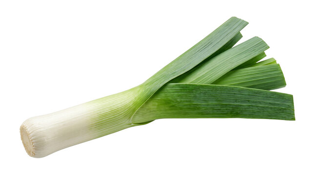 Single fresh leek vegetable with long green leaves and white stem isolated on transparent background png.