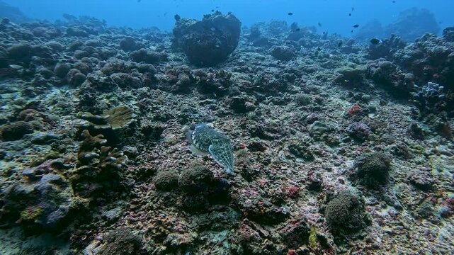 A cuttlefish swimming in open ocean over coral reef