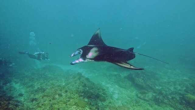 A manta ray swimming by a group of scuba divers