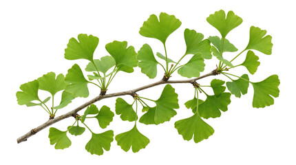 Ginkgo biloba tree branch with green leaves cutout on checker background representing health benefits. © Png ProTeam