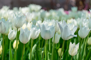 Obraz premium white tulips in the garden