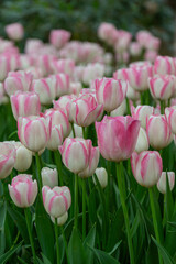 Fototapeta premium pink tulips in the garden