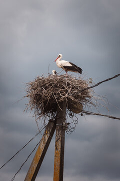 Storks, storks on electric pole