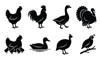Obraz premium Farm poultry birds and domestic fowl black vector silhouettes collection