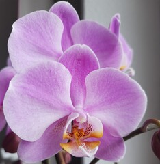 pink orchid flower © Катерина Письменная