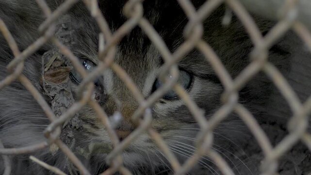 Caged feline with lifeless eyes. Trapped behind metal bars, surrounded by filth, body frail. A symbol of neglect, suffering in silence, longing for freedom and dignity stolen by cruelty 
