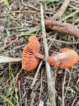 orange deceiver mushrooms in the forest