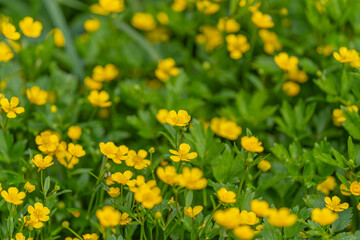 Fototapeta premium Field of small yellow buttercup flowers among green grass