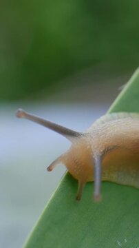 Mollusk snail explores wild garden leaf. Soft body meets rough plant texture. Contrast of form and color. Isolated moment of nature. Slow movement. Summer atmosphere. Fresh daylight