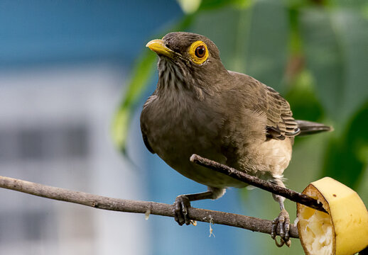 Spectacled Thrush