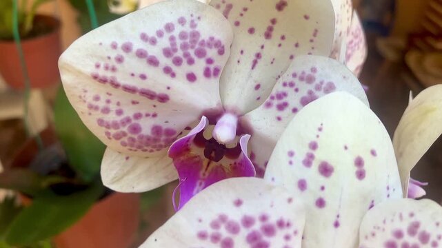 An orchid of the genus Phalaenopsis. This specific variety, which features light-colored petals speckled with dark spots, is known as Phalaenopsis Dalmatian.