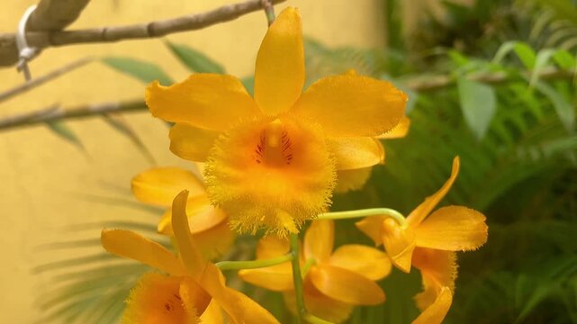 A vibrantly yellow orchid flower of the genus Dendrobium fimbriatum. It features a fringed or cut texture along the edges, a distinctive characteristic of this species.