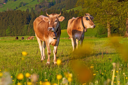 Allg&auml;u - K&uuml;he - Fr&uuml;hling - Blumen - Sonnenuntergang - Gr&uuml;nten