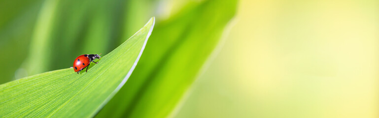Natural background with ladybird on a green leaf in a spring meadow, selective focus close-up. Natural banner with copy space for text © Nymphalyda