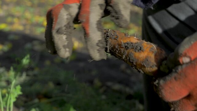 The hands of a farmer are shown holding carrots that have been recently dug from the soil. The carrots are then cleaned and the tops are cut off. The autumn harvest season