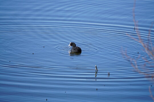 Eurasian coot calling with open beak on pond water