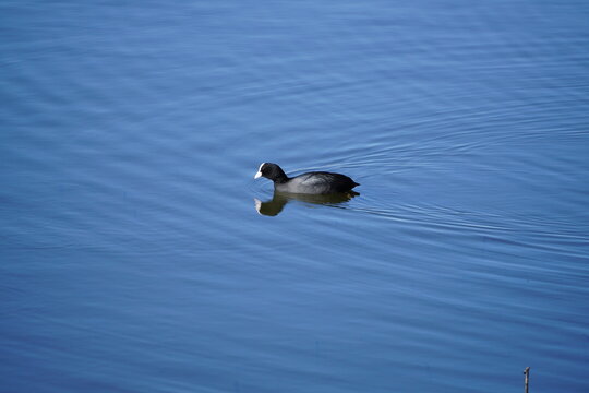 Eurasian coot on pond water