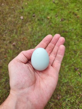 egg in hand