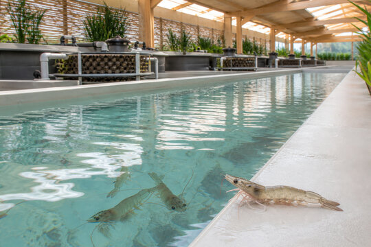 Indoor Shrimp Aquaculture with Recirculating Water and Controlled Environment