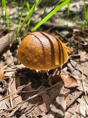 orange cap boletus © Michael