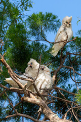 Groupe de petites corellas, Cacatua sanguinea, perchées dans un arbre en Australie © Julien