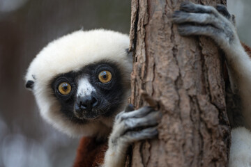 Naklejka premium A close-up portrait of a coquerel's sifaka isolated from a background with natural bokeh on an overcast day in its natural dry habitat at Madagascar