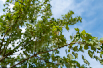 Naklejka premium Blurred Image of a Tree with Blue Sky in Background, Abstract Nature Scene, Soft Focus and Motion Concept