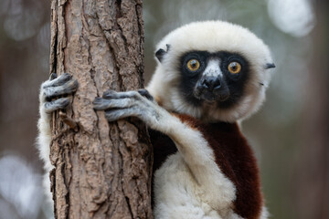 Naklejka premium A close-up portrait of a critically endangered coquerel's sifaka isolated from a background with natural bokeh on an overcast day in its natural dry habitat at Madagascar