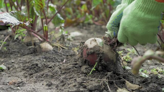 Farmhand's hand with green gloves pulls beet from ground, holding its leafy stems. The beetroot is freshly harvested, dirt still on it. Growing your own produce ensures freshness and healthiness