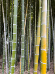 Große Stämme eines Bambuswaldes in Japan © finecki