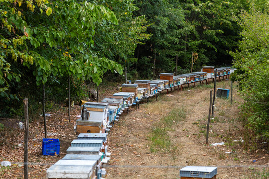 Long line of colorful wooden bee hives set up along the edge of a lush green forest in a countryside apiary for honey production.