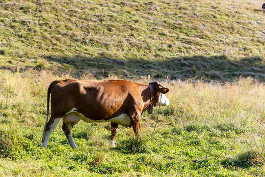 Dairy cow with bell grazing on green pasture slope
