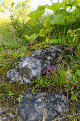Fototapeta premium Small Purple Wildflowers Growing on Mountain Rock